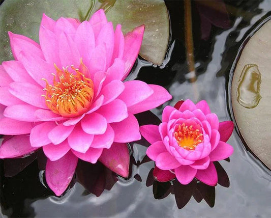 Lotus Plant Seed (Piece of 40)