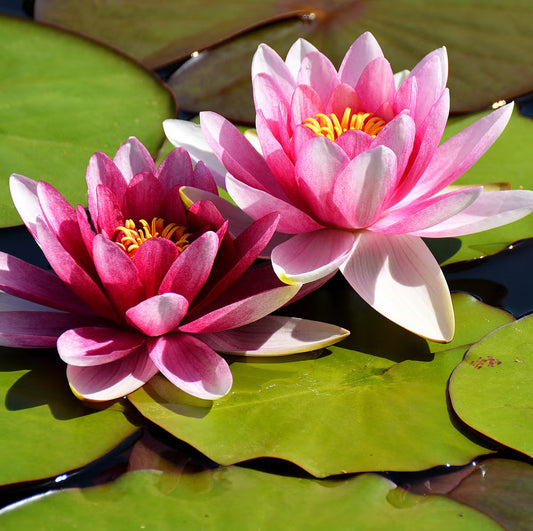 Lotus Plant Seed (Piece of 40)